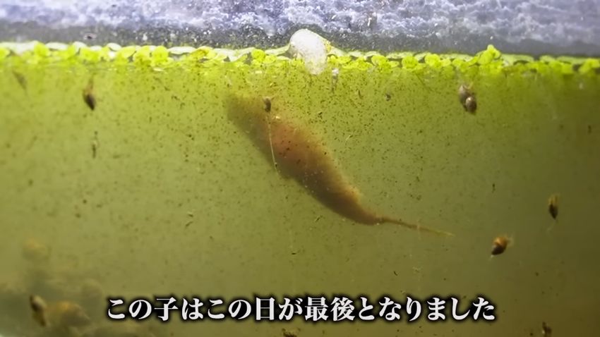 水面をもがくように泳ぐカブトエビ