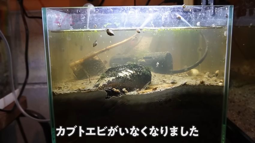 カブトエビがいなくなった水槽