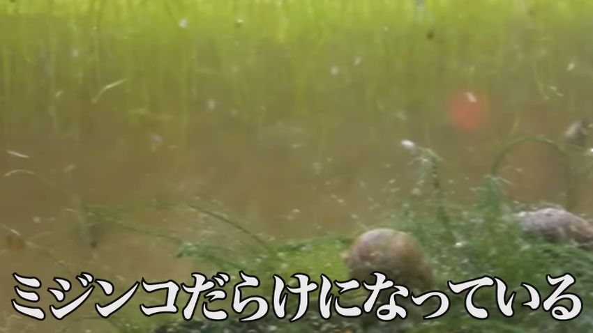 カブトエビがいなくなり大量発生したミジンコ