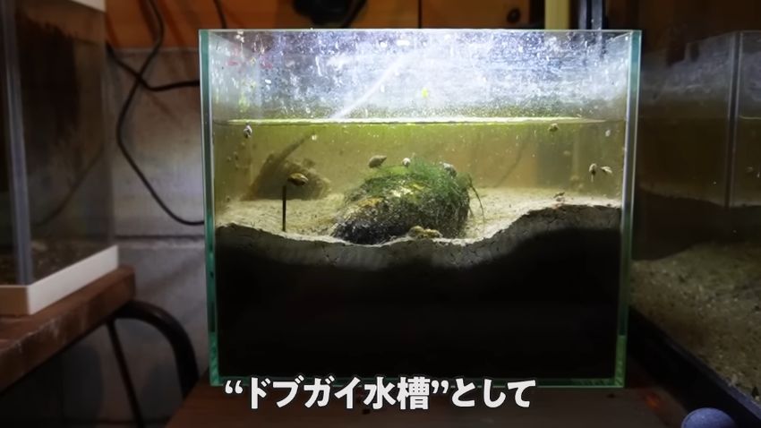 田んぼの土水槽はそのままドブガイ用として使う