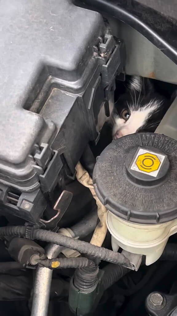 ボンネットを開けると子猫