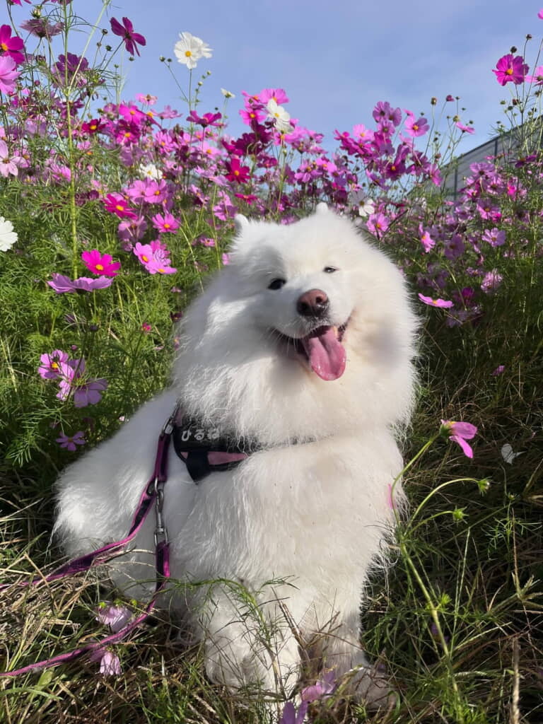 コスモスの中でにっこり