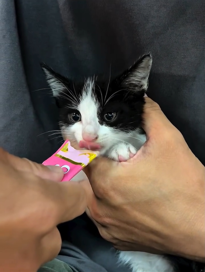 「CIAOちゅ～る」を満喫