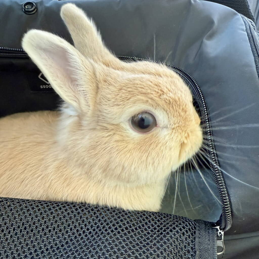 まだ何も知らないすずかちゃん