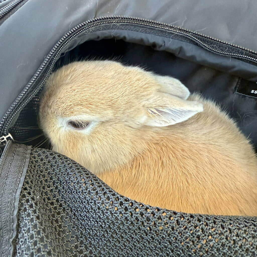 病院診察後にはこの通り