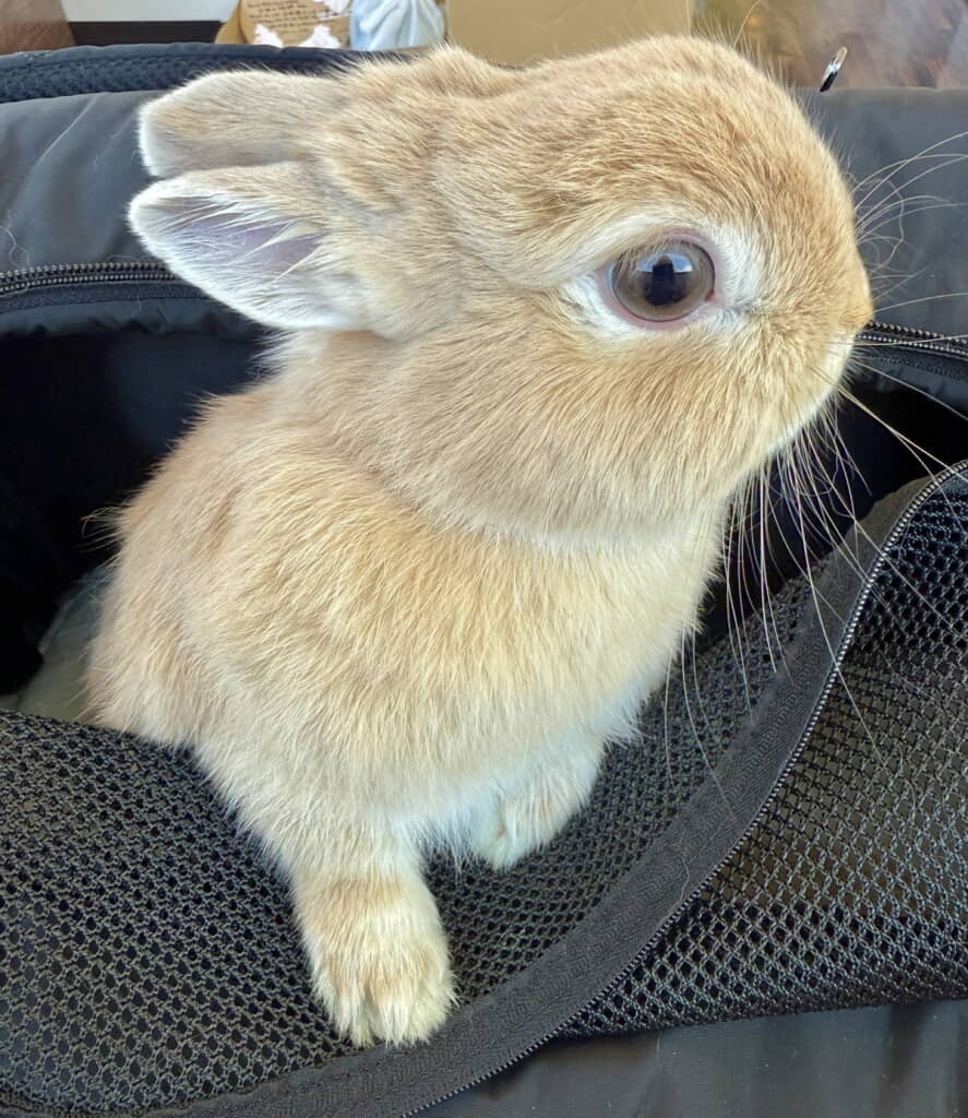 ←動物病院受診前 受診後→ 耳掃除で病院に行ったうさぎ、分かり