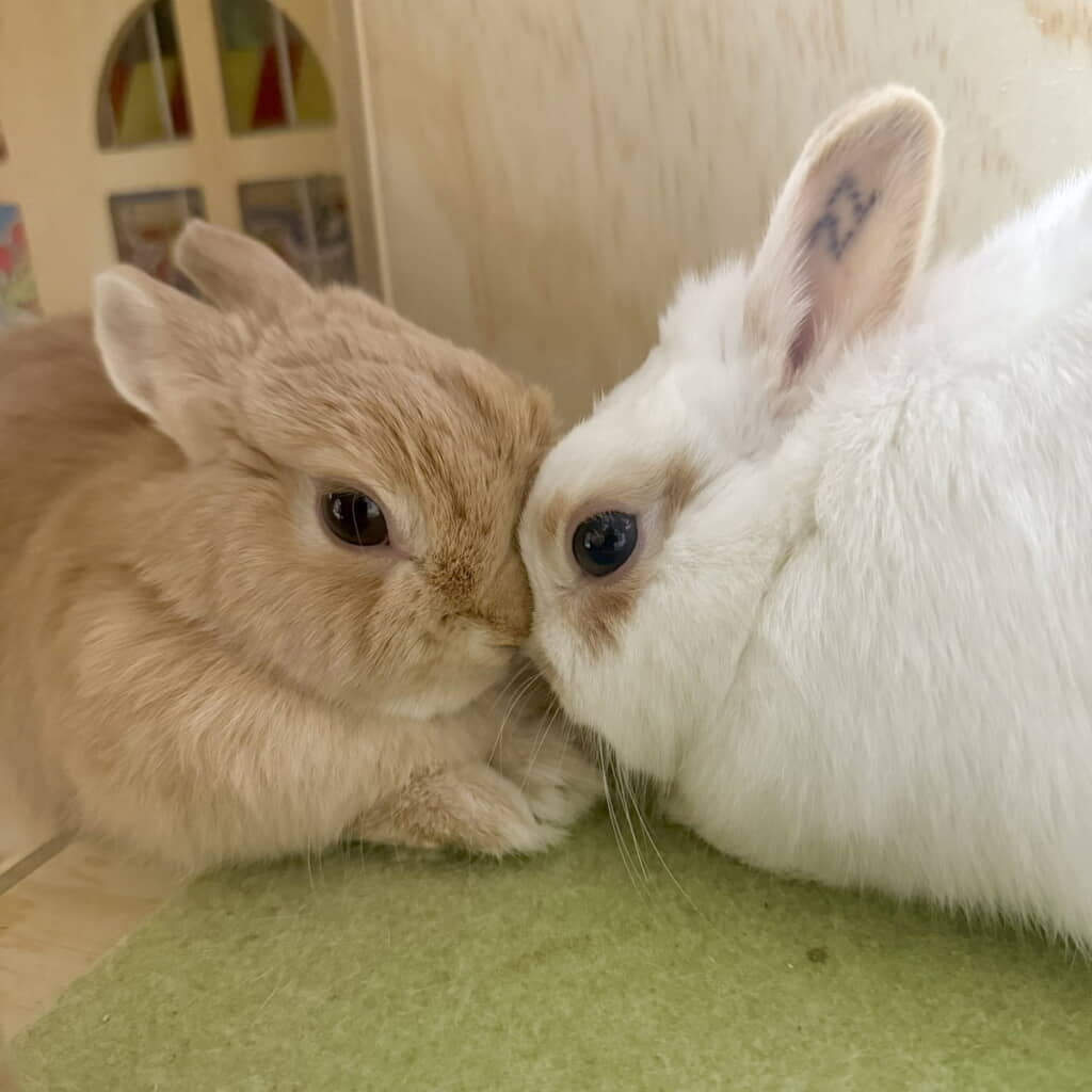 どっちが毛繕いをするかを相談中だそうです