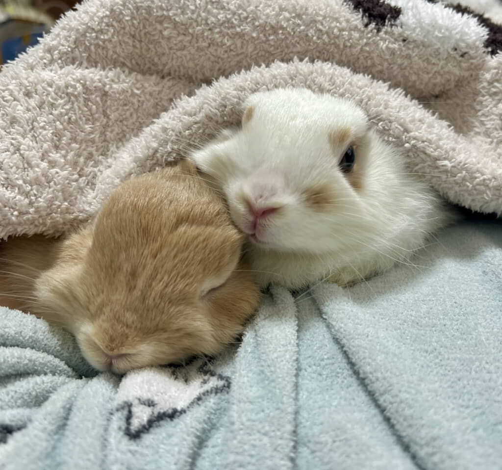 ふたりしてママにべったり