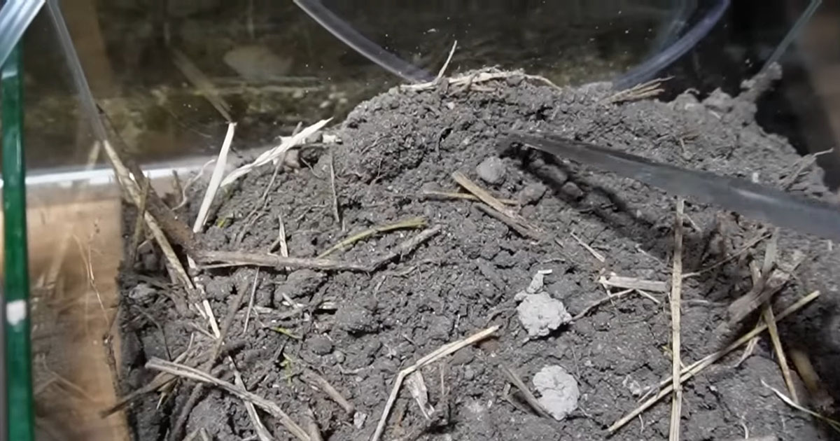 友人の田んぼで取った土→水槽で水を入れて3カ月後……　まさかの結末に「初めて見た」「こんなデカくなんの？」（1/3） | その他生き物 ねとらぼ