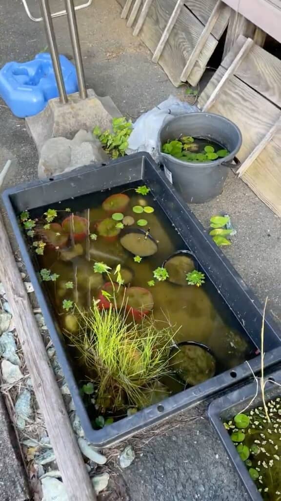 平穏なビオトープに……