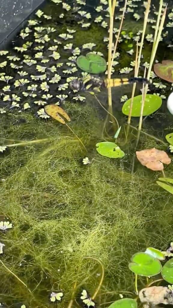 水面の上を飛び……