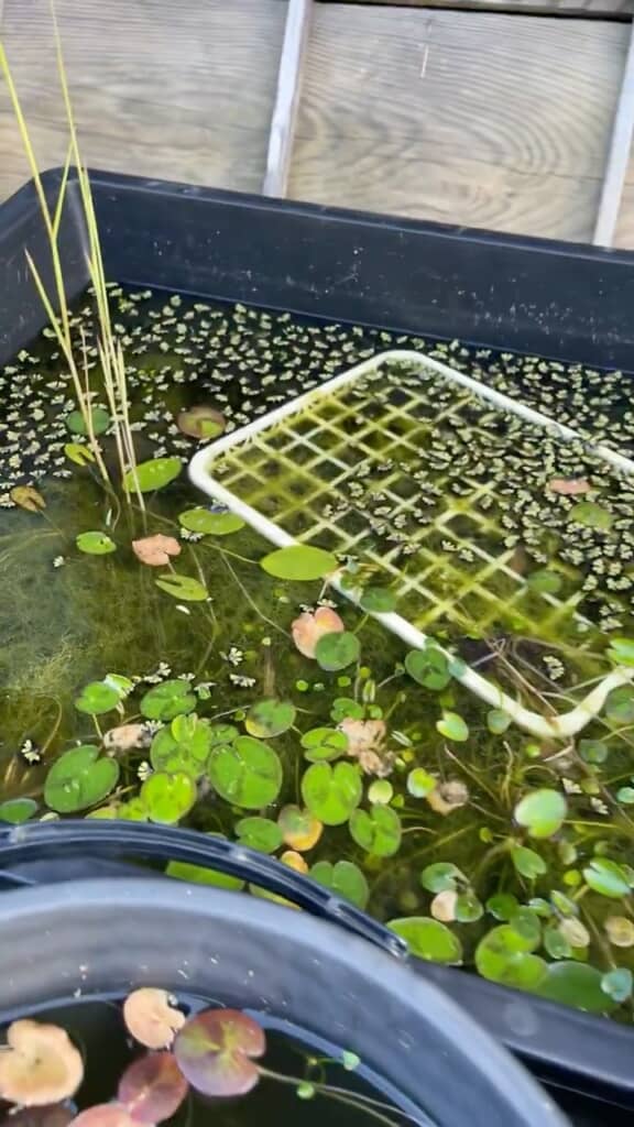 メダカが心配……