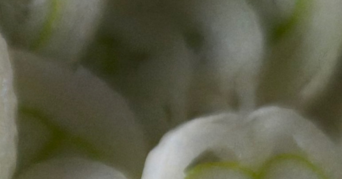 ネギを刻んたら……　“まさかの光景”が2000万表示　「うわ、これはテンション上がる」「このネギ欲しいですw」（1/2） | グルメ ねとらぼ