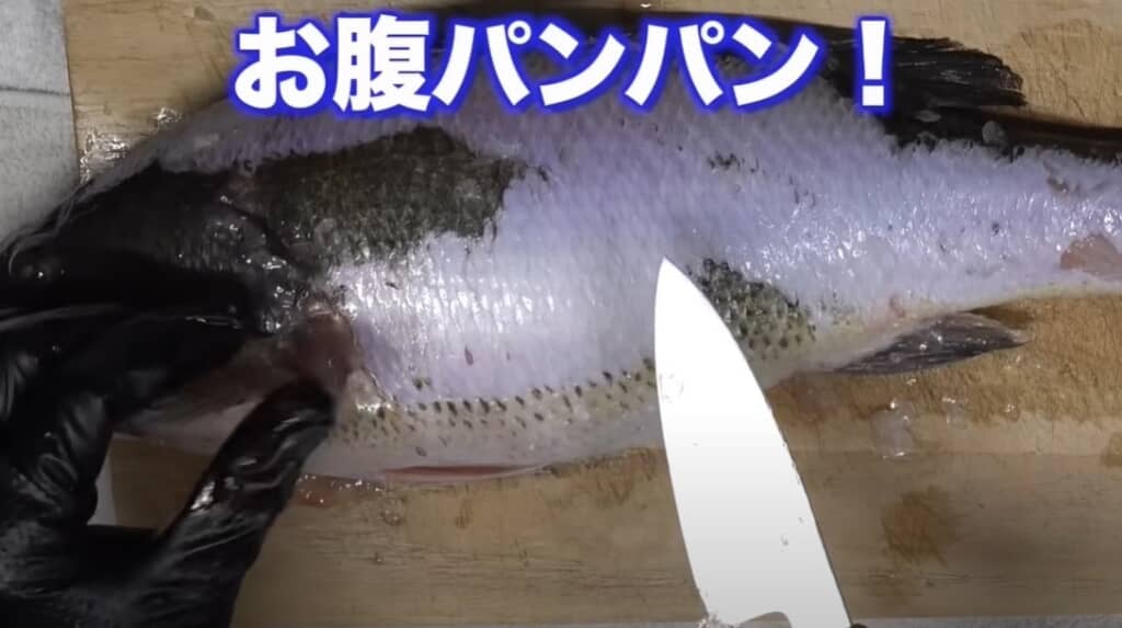 お腹がパンパンです