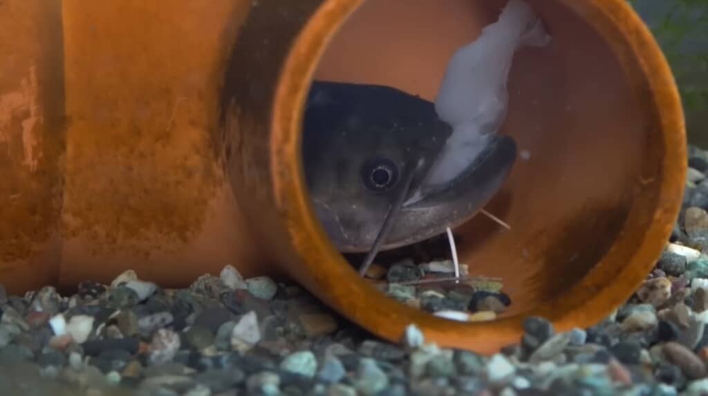 ナマズには切り身をあげます