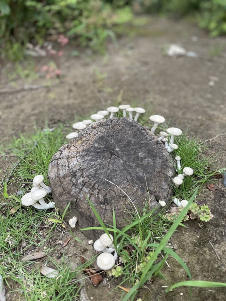 発見当日のキノコの様子