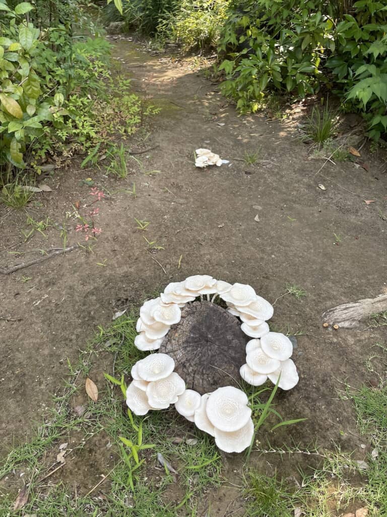 発見翌日のキノコの様子