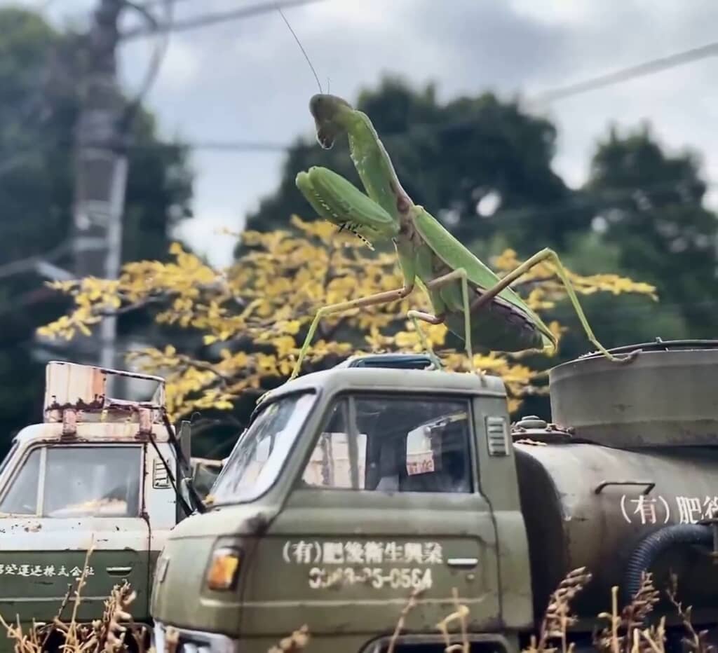 車の上に立っているカマキリ