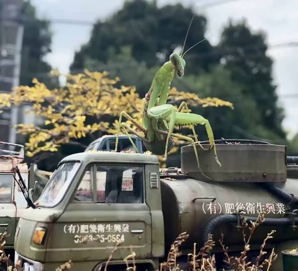 ジオラマに入り込んだカマキリ
