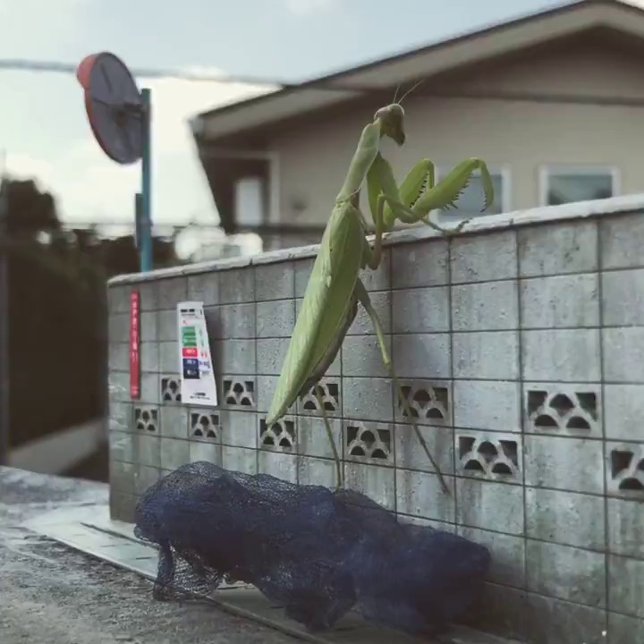 ミニチュアの塀をよじ登るカマキリ