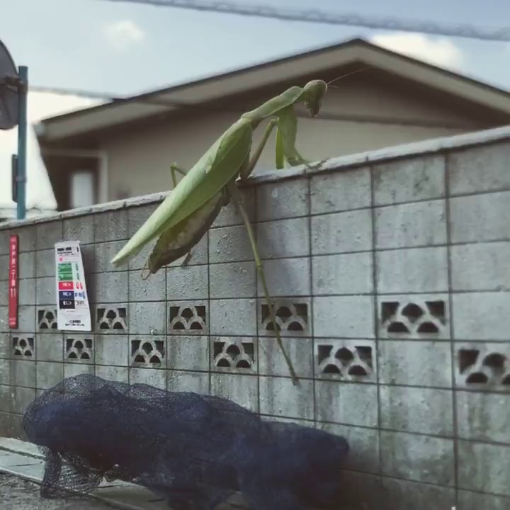 ミニチュアの塀から身を乗り出すカマキリ