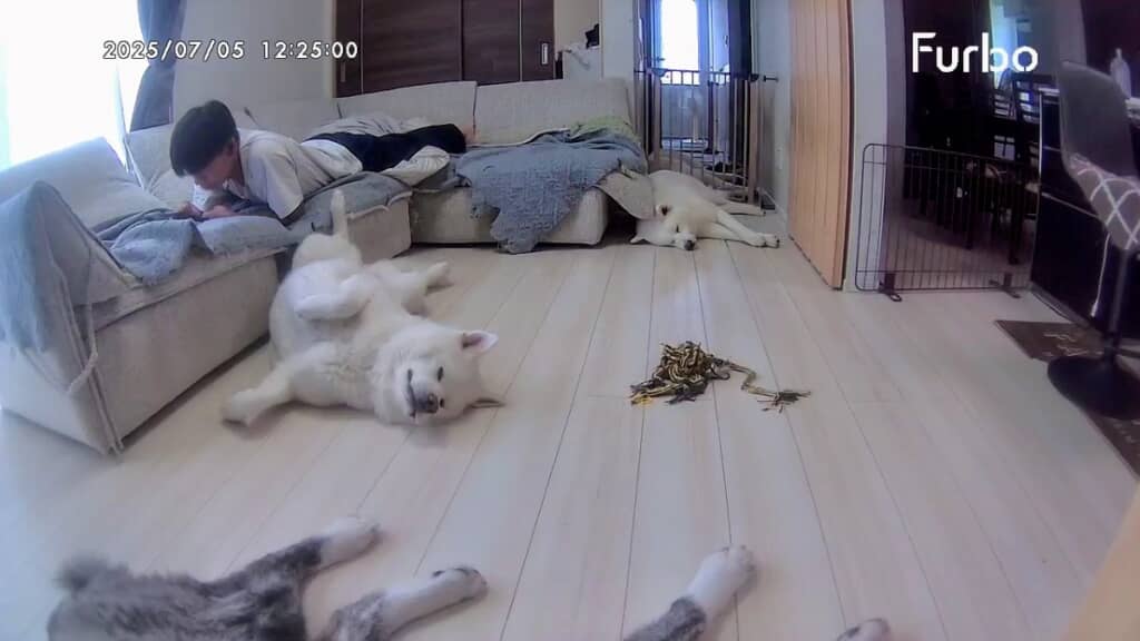 ワンコが溶けてる！