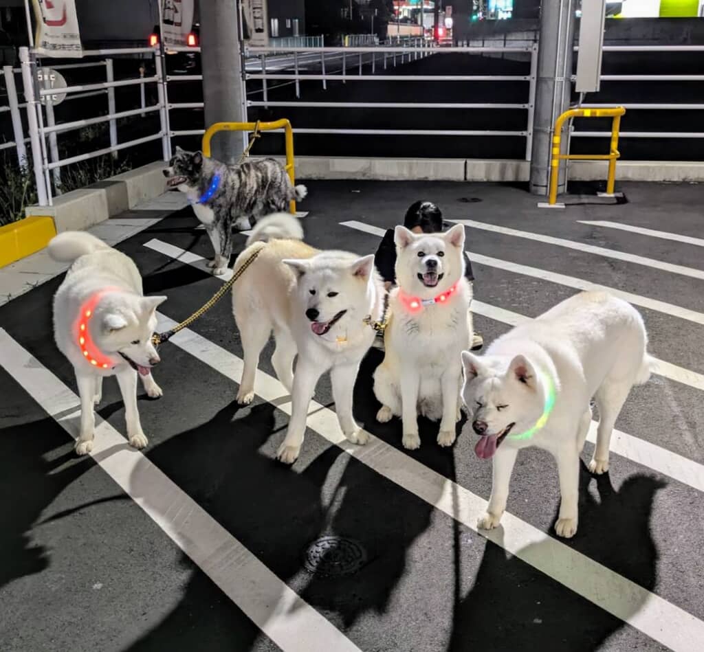 パパさんの買い物を大人しく待っているワンコ達とママさん