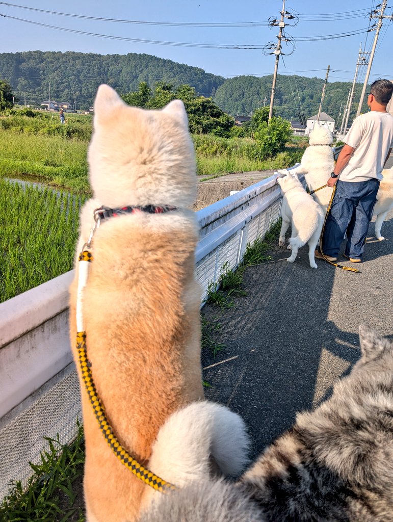遠くにいるワンコ達を見つけて動きを止めています