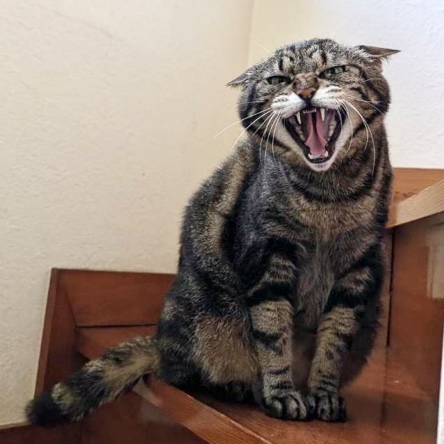 シャーシャーオトちゃん