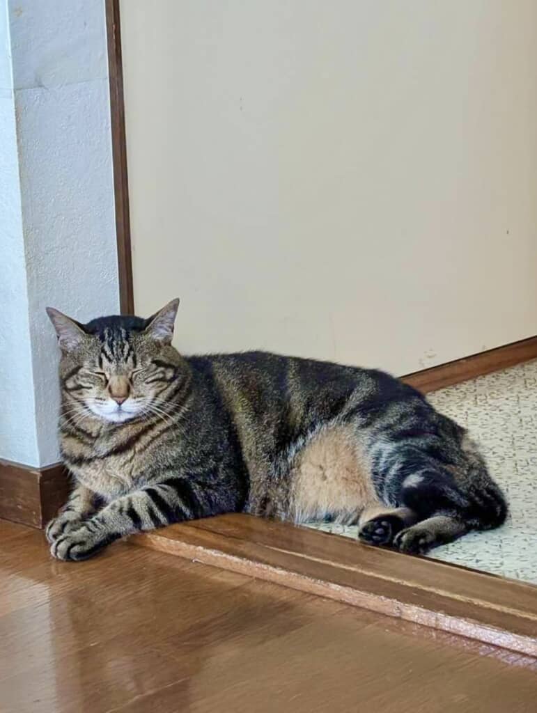 穏やかオトちゃん