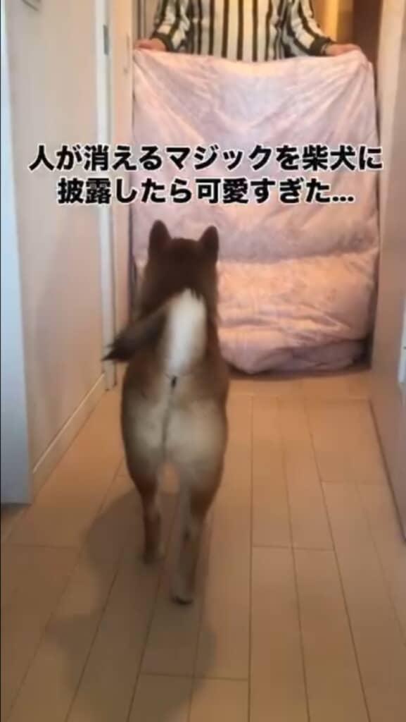 柴犬に人が消えたマジックをしてみた