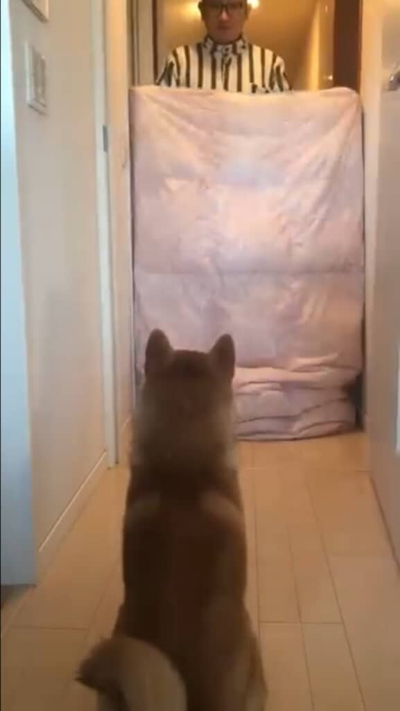 柴犬に人が消えたマジックをしてみた