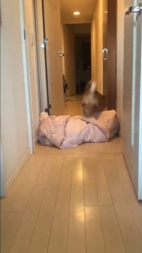 柴犬に人が消えたマジックをしてみた