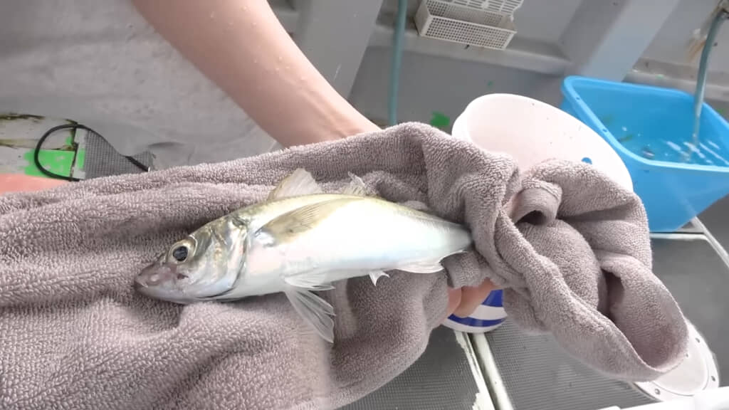 立派なアジに見えますが、これでも小さいのだとか……