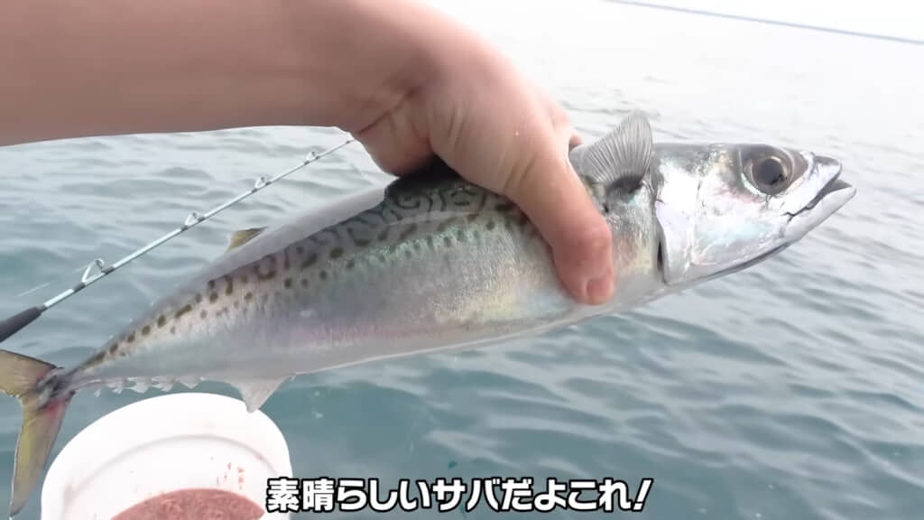とても立派なゴマサバも釣れました