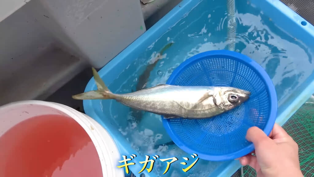 こちらが今回のターゲット「ギガアジ」、でっかい！！