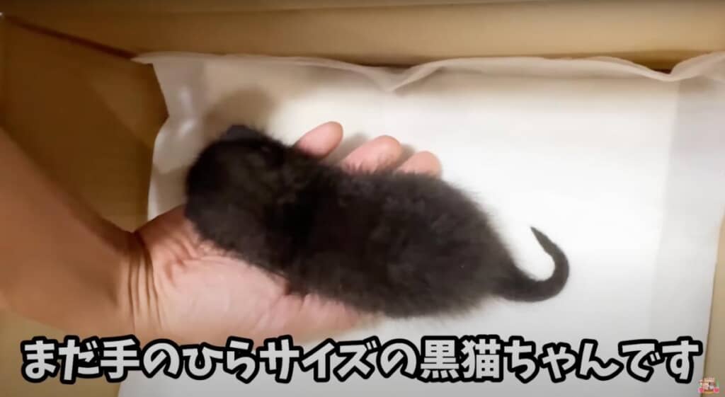 手のひらサイズの黒猫の子猫