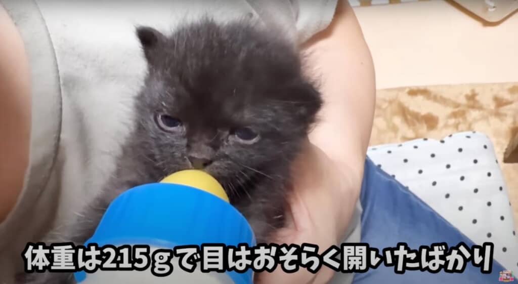 子猫は生後10日前後の前後だと分かりました