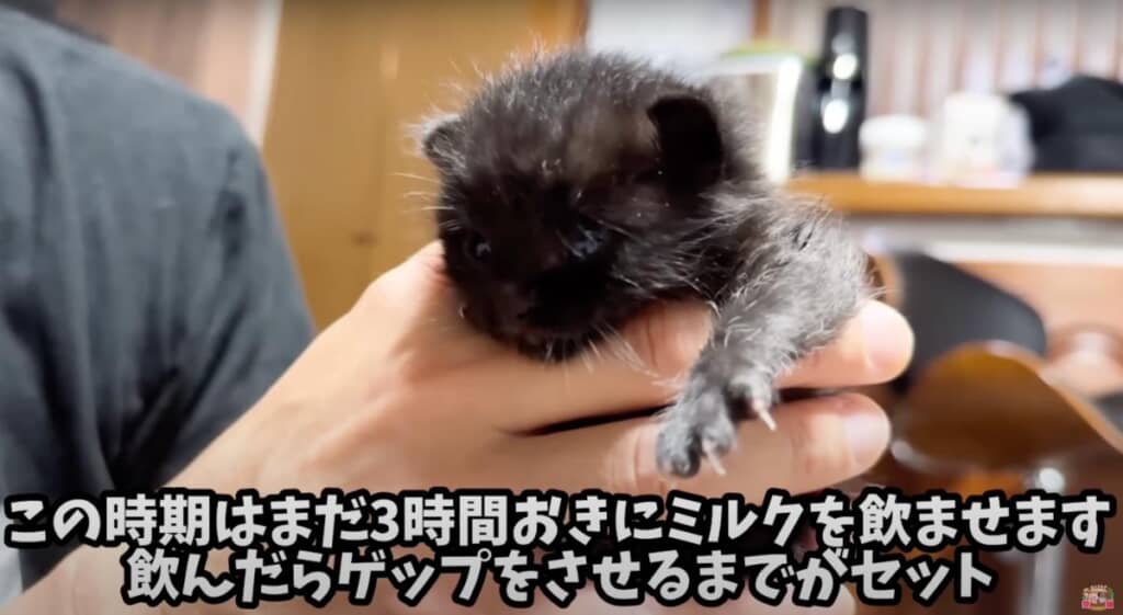 ミルク後のゲップ