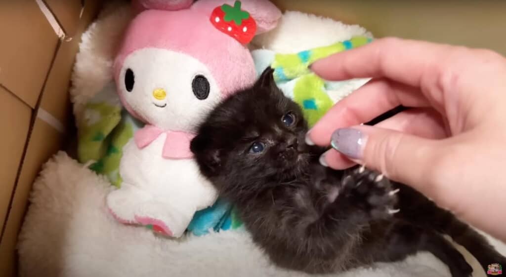 ミルクをいっぱい飲んで大きくなってね！