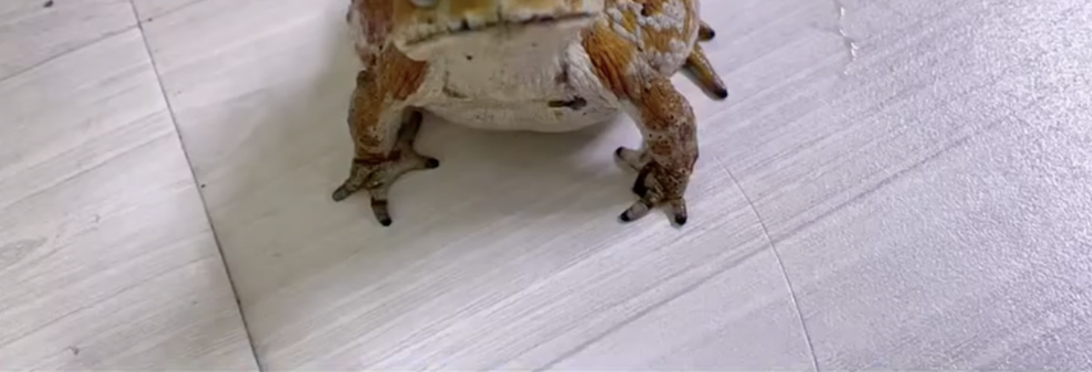 飼い主をワンコのように一生懸命呼ぶ生き物はまさかの……「こんなに懐くんですか？」　驚きの姿が117万再生「なんやこれ！」「えっ！」（1/3） | その他生き物 ねとらぼ