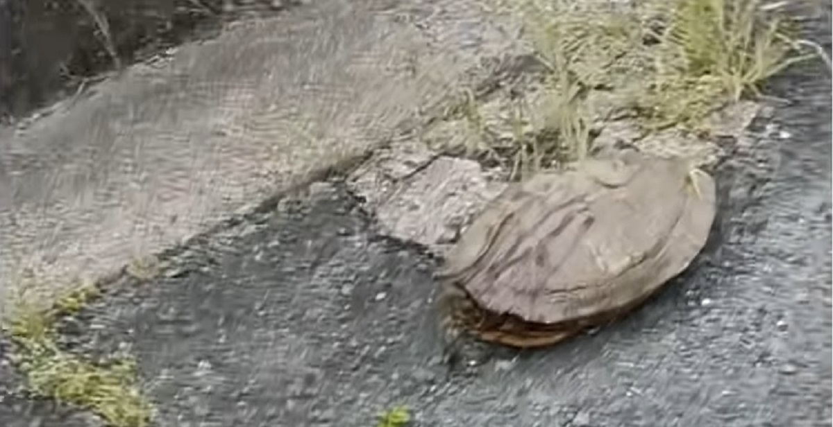 カラスに襲われボロボロな生物を、大事に大事に育てたら……　予想外な結末に「泣ける」「驚きです」（1/3） | その他生き物 ねとらぼ