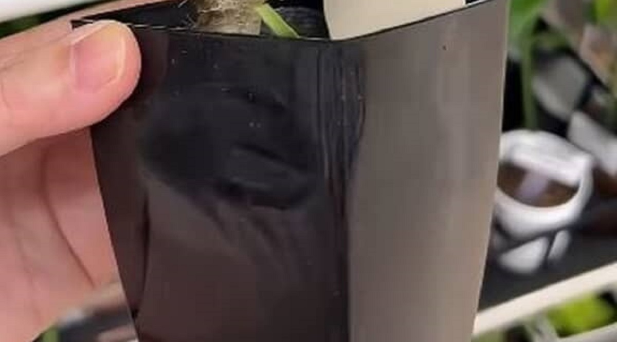 ダイソーで買った“凶悪”な植物を育ててみたら……　「凄い」6年後、目を疑う姿に「見つけたら絶対に買います」（1/3） | ライフスタイル ねとらぼ