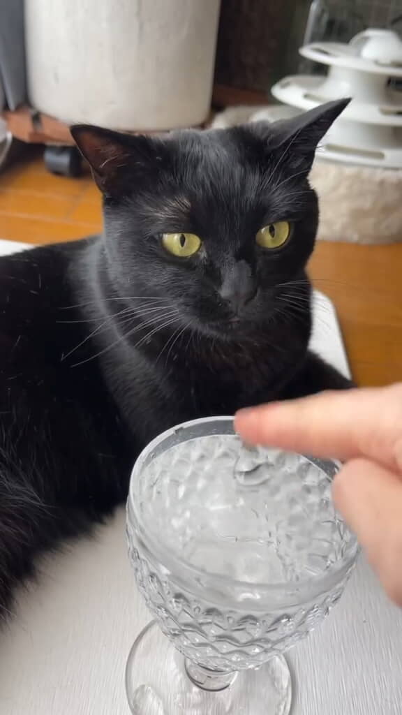 完全なる待ちのお顔