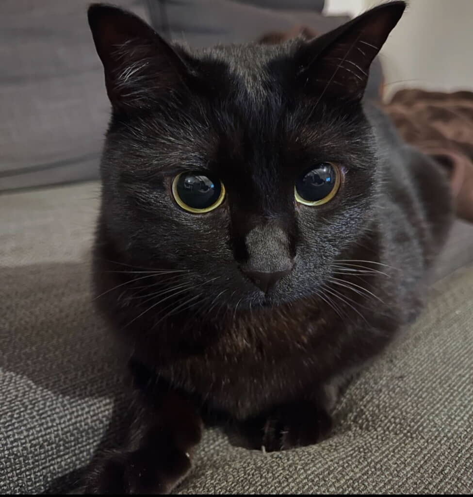 気づいたらそこにいるユニちゃん