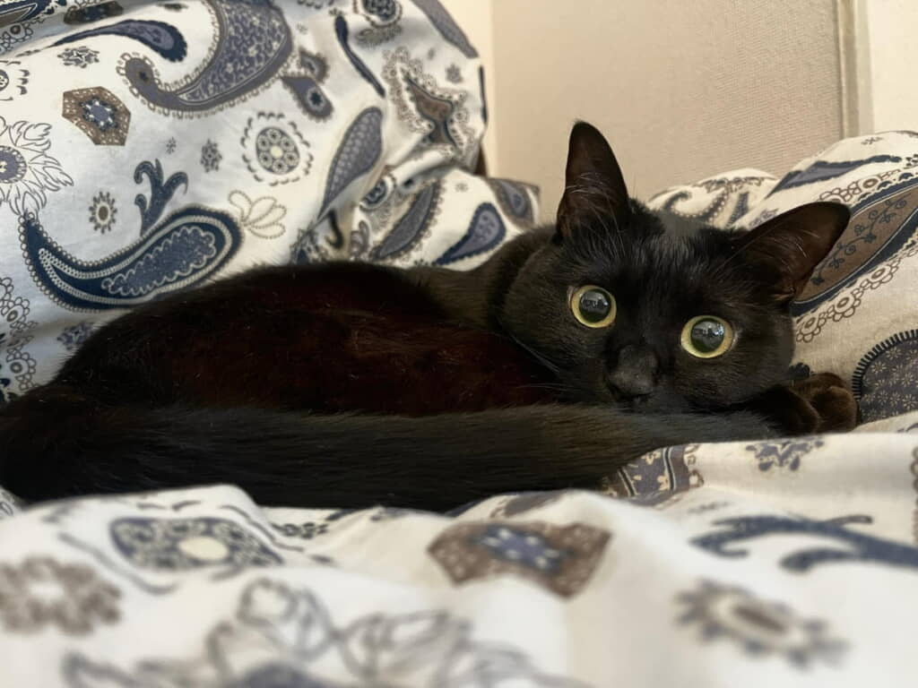 寝起きで「顔面100点ガール」