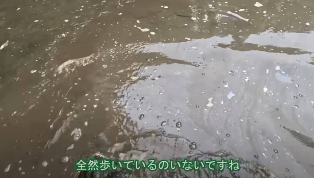 昨年より圧倒的にザリガニの数が少ないようです