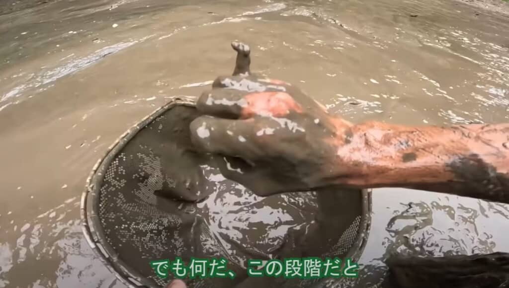 泥の中を移動しながら手探りでザリガニを捕獲する小宮さん、すごい……！
