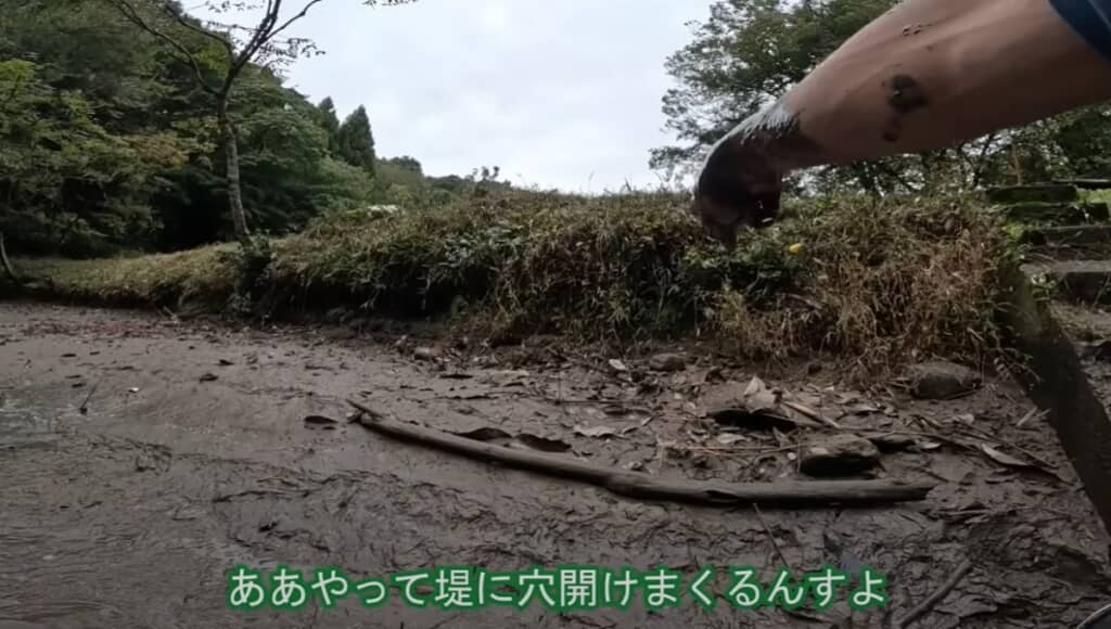 ザリガニは生物にも環境にも影響を及ぼすとのこと