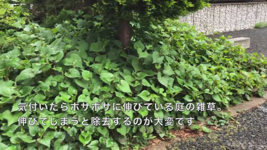 こんなに伸びた雑草を駆除する便利な方法とは……？